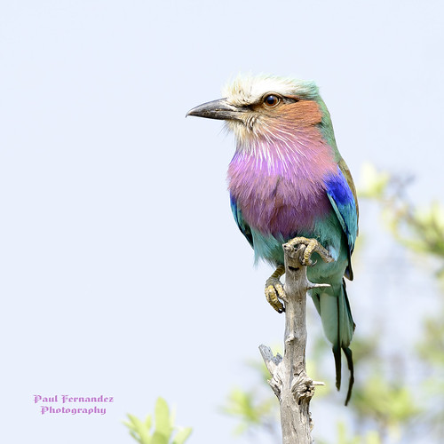 Lilac-Breasted Roller in Profile (Left) at the Okavango Delta, Botswana by D200-PAUL
