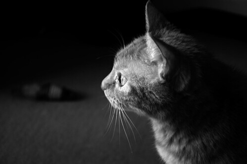 chat en noir et blanc | by mlpleuron