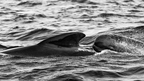 canadacabot trailcape bretonnova scotiapilotwhales pleasant baywhale watching bw canada