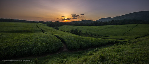 2017 africa uganda sunset panorama teaplantation tea hills ngc 7dwf green gidzinski gidzinska panoramic landscape nature scenic grainconnoisseur