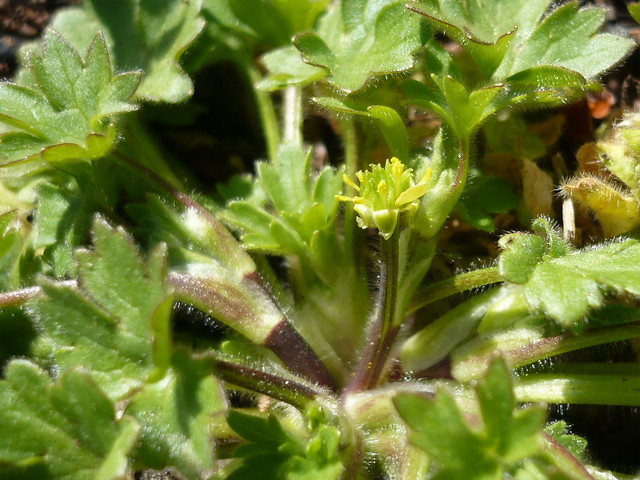 Ranunculus parviflorus (Small-flowered Buttercup)