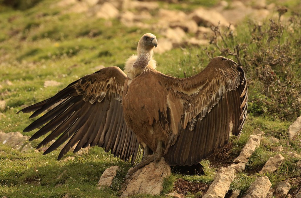 Griffon Vulture sunbathing | Karl Price | Flickr