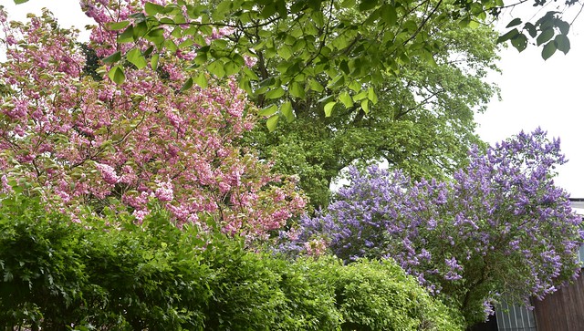 Kirschblüte (Prunus Kultivar) und Flieder (Syringa Kultivar); Bergenhusen, Stapelholm (13)