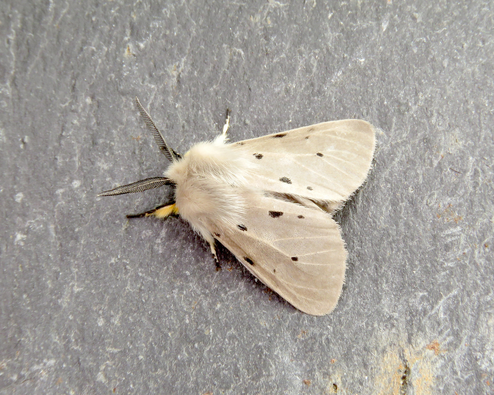 72.022 Muslin Moth - Diaphora mendica