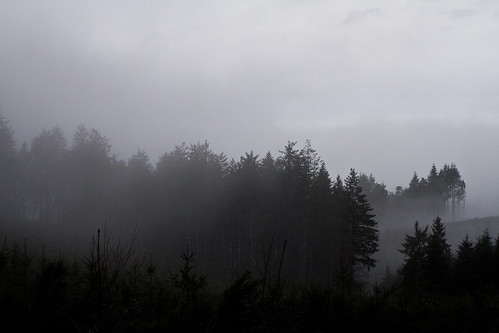 paysage landscape forêt forest arbres forez trees sapins firs ombres gris grisaille brume brouillard mist fog silhouettes nature auvergne 63 massifcentral