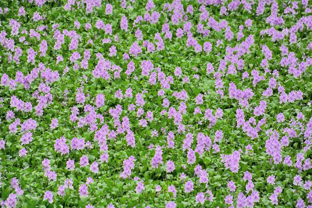 J18 7799 布袋蓮鳳眼蓮 華東水生維管束植物 鳳眼藍 種子植物名稱 布袋葵 洋雨久花 大水萍 水風信子 Flickr