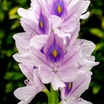 布袋蓮Common Water Hyacinth
