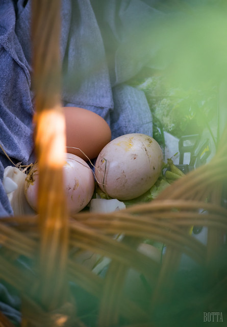 fresh eggs in farm