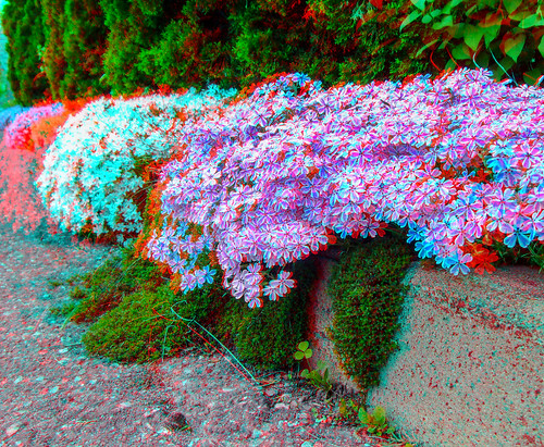 montreal quebec canada anaglyph stereo stereograph photo picture red cyan blue magenta 3d anaglyphs photography fuji fujifilm w3 finepix white sky cloud saint tree leaf leaves glasses flower flowers purple clover street curb curve richelieu montérégie valley country landscape vallée sur walk walking path people city shop shoppe window wall road