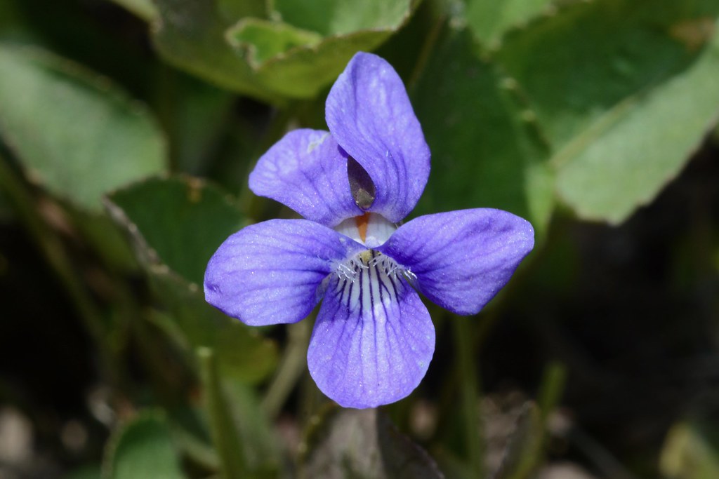 Hookedspur Violet, Early Blue Violet | Viola adunca DSC_0631… | Flickr