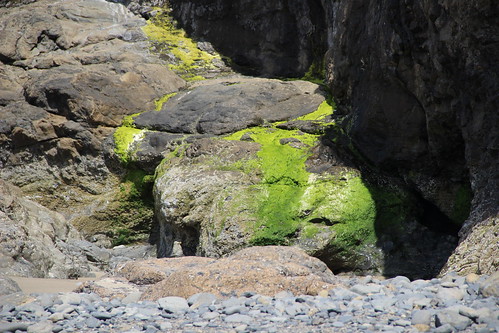 oceansidebeach oregonbeaches beaches beachrocks rocks mossyrocks moss