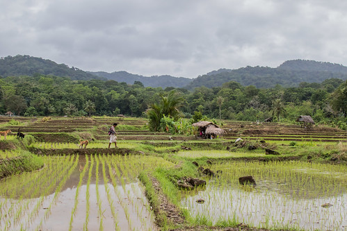 taman jaya java indonesia ujung kulon rice fields paddy paddies agriculture farming pigs hogs hunting gun rifle dog reflection sumur banten