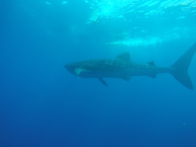 Swimming with a Whale Shark