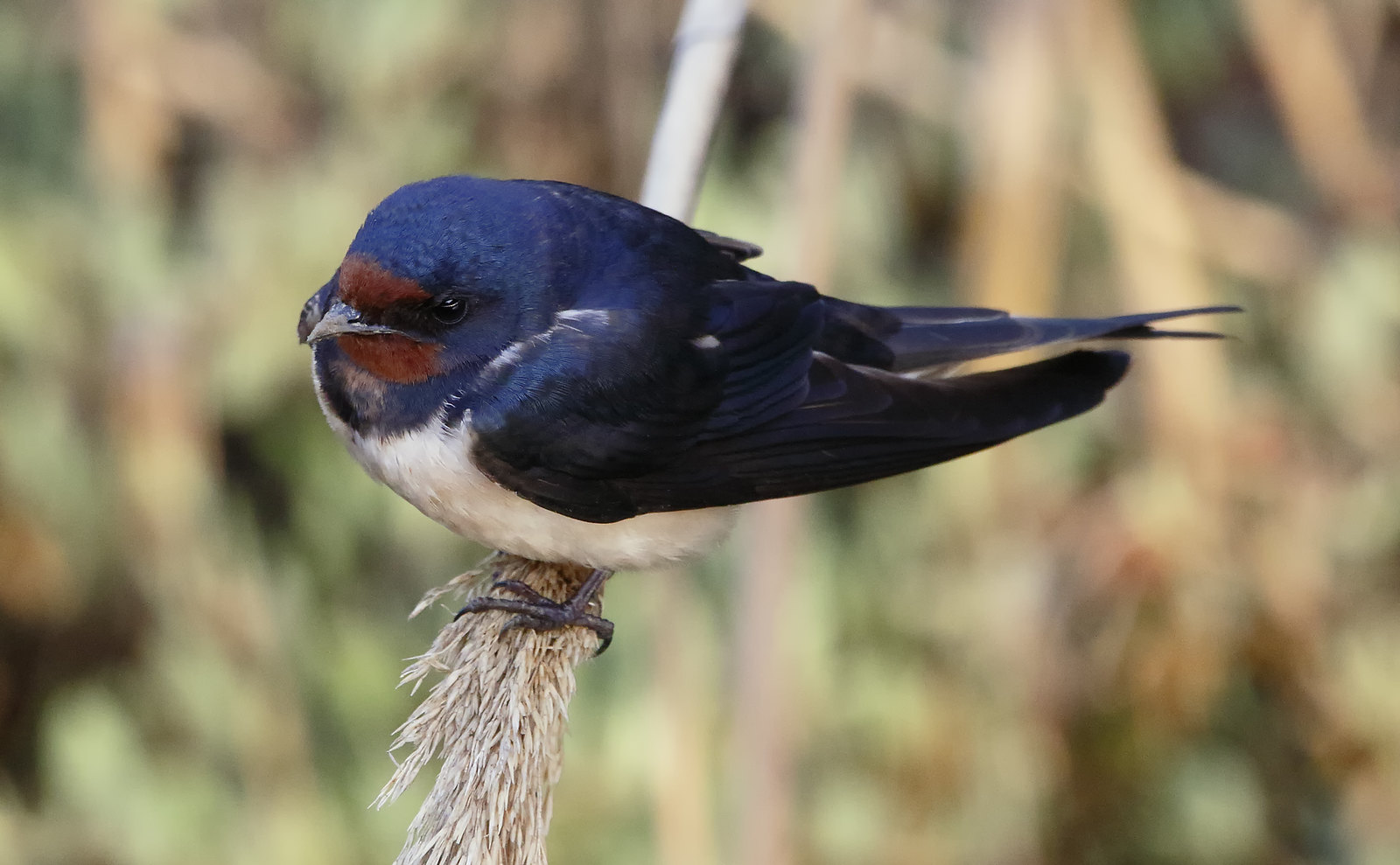 Resting Swallow