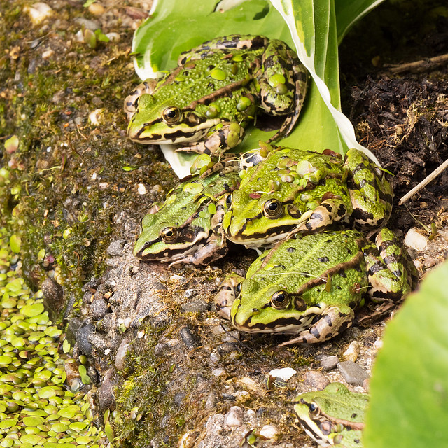 common water frogs