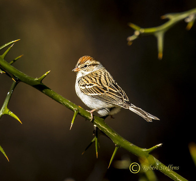 Chipping Sparrow D73_0821