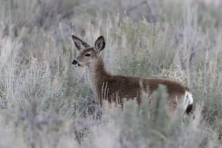 Mule deer during migration | (Odocoileus hemionus ssp. hemio… | Flickr