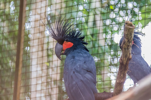 animal bird aves palm cockatoo probosciger aterrimus psittaciformes cacatuidae cage crest beak parrot