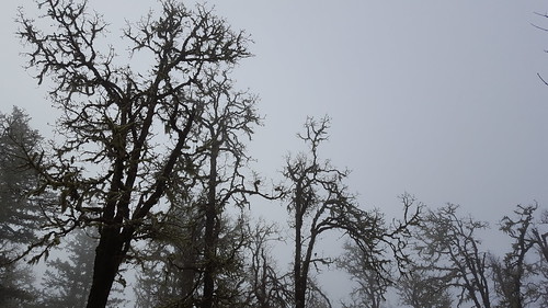 mist misty fog foggy trees craggy tree arbres arbre oregon mamluke forest silhouette drama morning boom baum albero árbol northwest pacificnorthwest