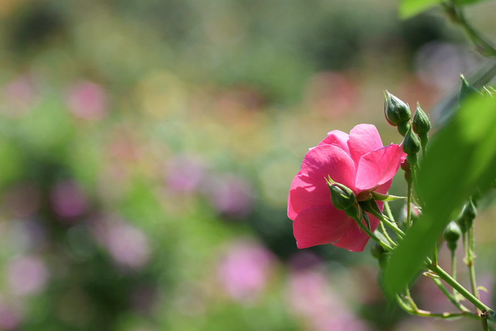 DSC_5357 Rose | Kaz@pdx_hnd | Flickr
