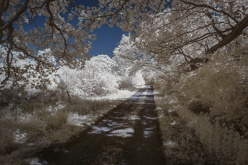 2018 branches canon50d infrared lane leaves light path shadow track trees wickhambishops