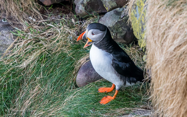 Puffins 05-May-18  M_002