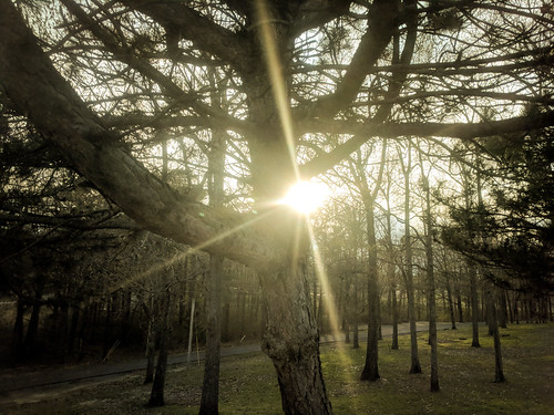 Sunset at Kentucky Dam Village by J.I. Wall, A setting sun beams through the tree at Kentucky Dam Village State Resort Park, Gilbertsville, Kentu