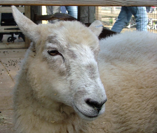 London Zoo - Sheep - September 18th 2006