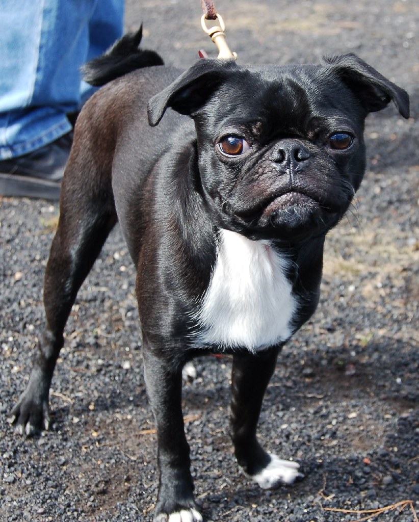 bug (boston terrier and pug mix) .
