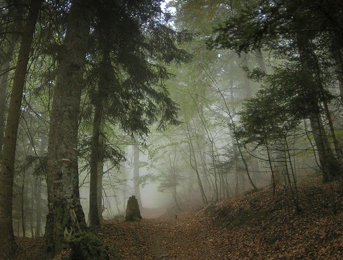 Fog in a Pyrenean Forest