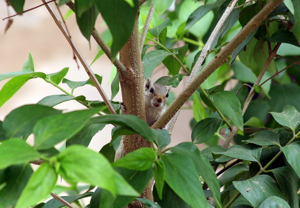 Peek-a-boo | Shot from the balcony of my home in Delhi, 2006… | Orange ...