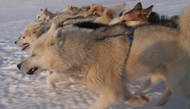 greenland_sled_dogs_closely_related_to_wolves