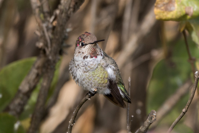 Anna's Hummingbird (male-juvenile)
