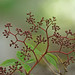 Flickr photo 'Virginia Creeper (Parthenocissus quinquefolia)' by: Mary Keim.