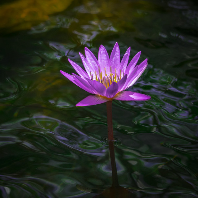 Lone Lily in rivulets of water