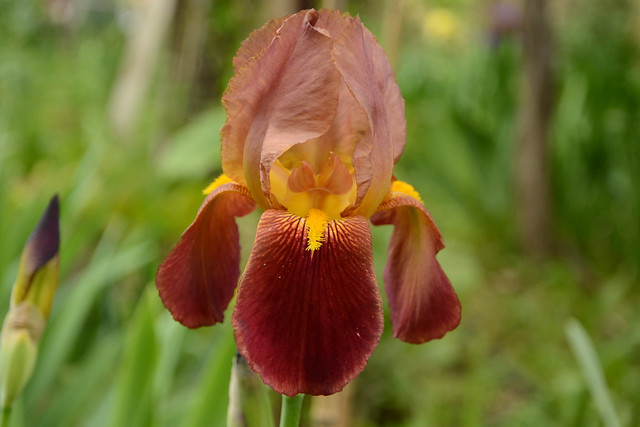 Iris 'Hautbois' - Flora [identification] 40125994210_c8b98b80c5_z