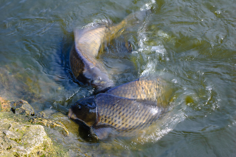 Carp thrashing, West Park