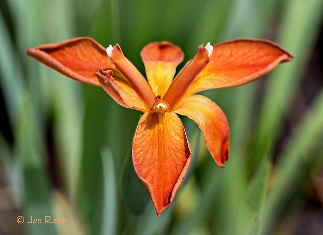 Copper Iris - Iris fulva LOU 1a (edit)