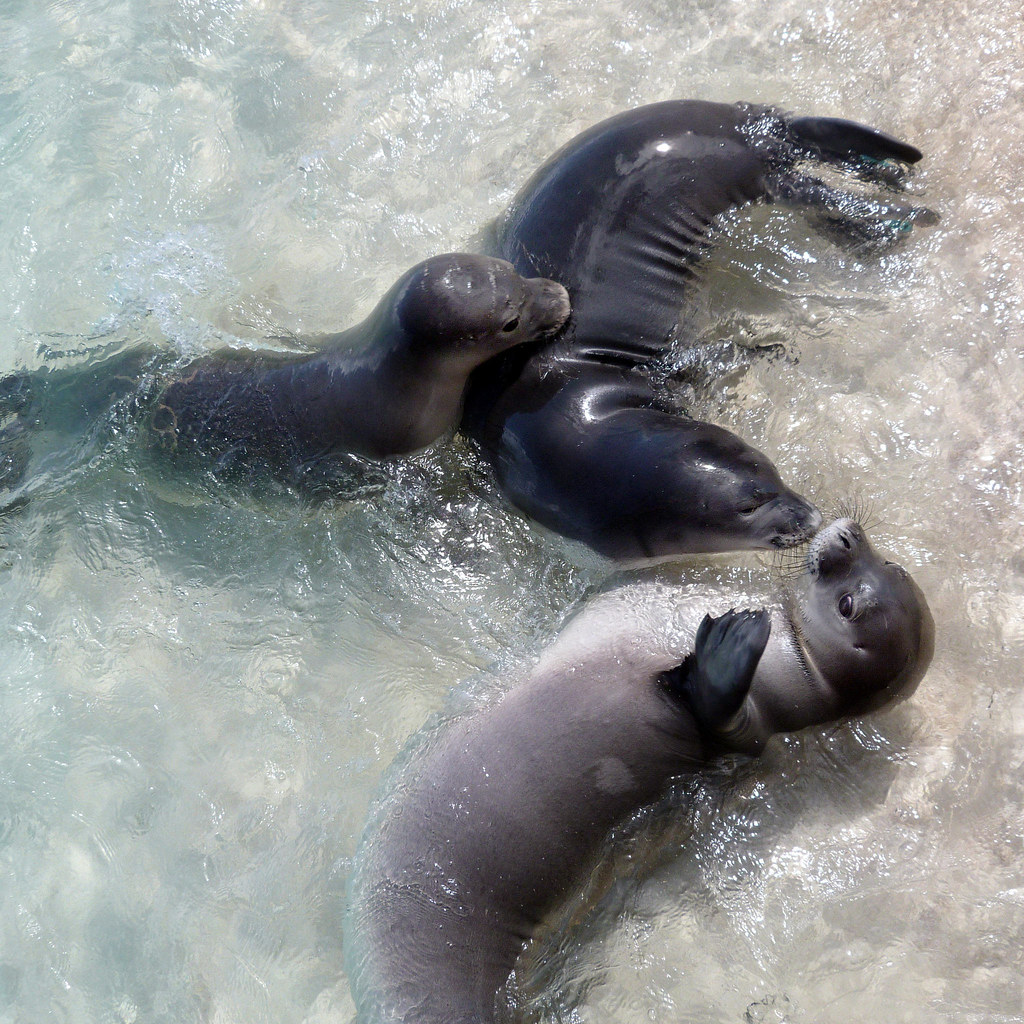 Animals | Monk seal pups playing in the shallows at French F… | Flickr