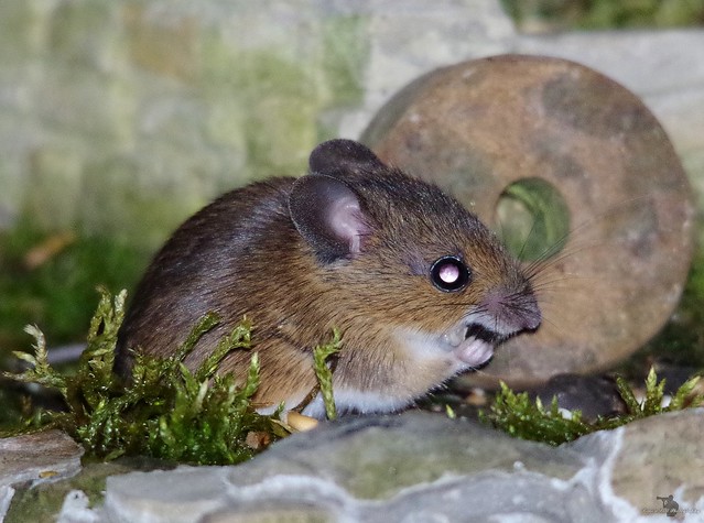 wild wood mouse  and a little house  (2)