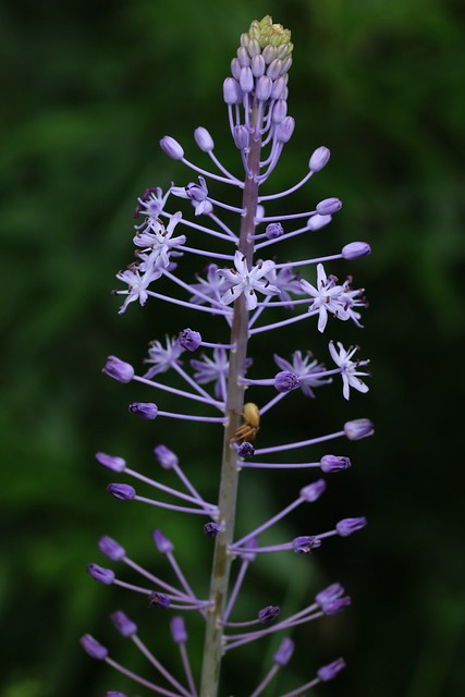Nectaroscilla hyacinthoides / Scille fausse jacinthe
