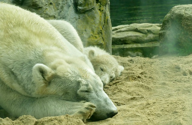 The new Polar Bear Cub
