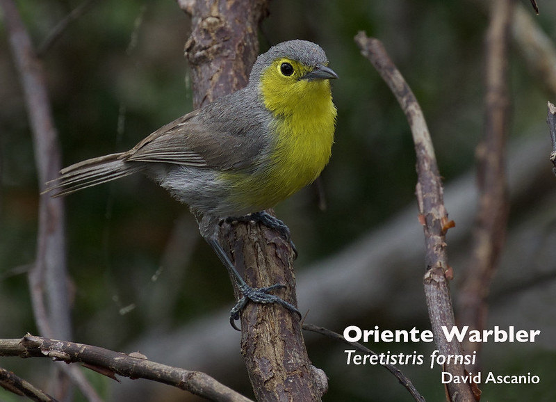 Oriente Warbler, Teretistris fornsi_Ascanio_199A1196