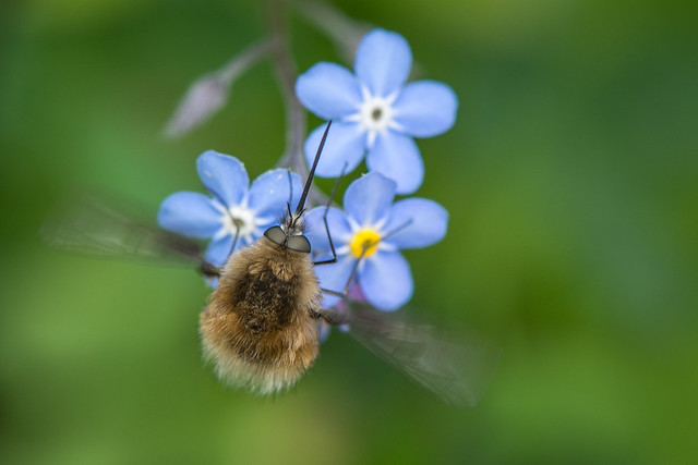 Large Bee-Fly