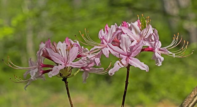 Pinxter Flower - Pink Azalea - Rhododendron periclymenoides