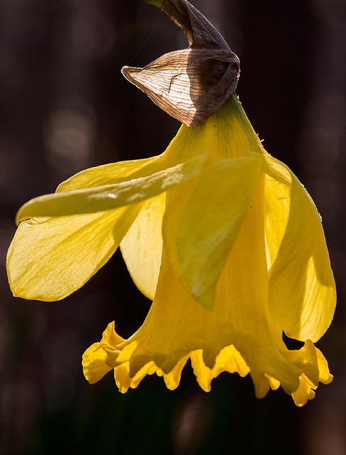 Daffodil blossom aglow