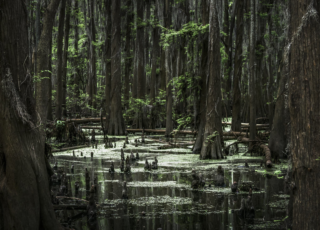 Cypress Swamp on Caddo Lake, Texas 20180421CaddoLakeDxOLr60.