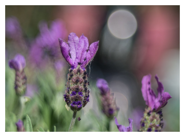 Lavender - DSC09695.jpg