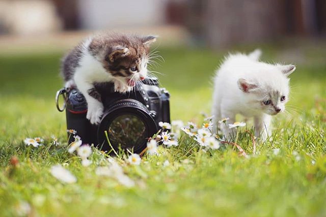 Cats kidnapped my camera. #igersleonesp #leonesp #estaes_leon #igers#gato #kitten #gatito #cat #meow #catlife #instameow #kittycat #kitten #gatosdeinstagram #ilovecats #catlover #lovecats #chats #felinos #whiskers #catsofinstagram #instagramers #movilgraf