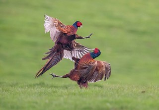 Pheasant fight | by Nigey2